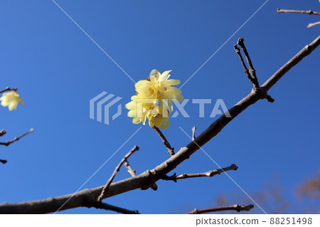 Wax plum flowers and blue sky 88251498