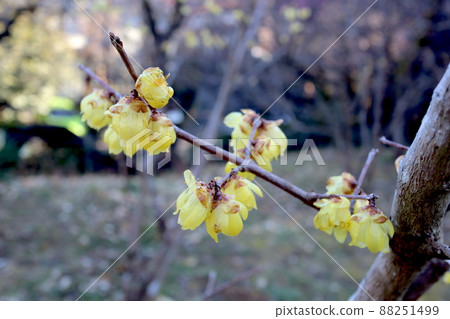 日本五香粉花 88251499