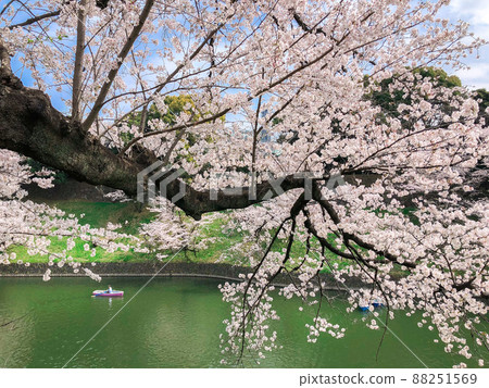東京九段千鳥淵的一排櫻花樹 88251569