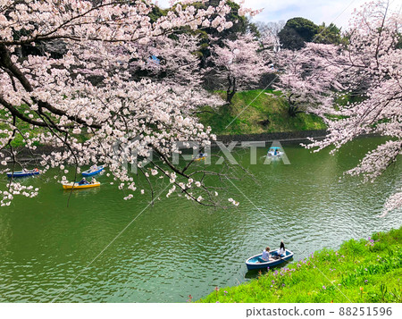A row of cherry blossom trees in Chidorigafuchi, Kudan, Tokyo A row of cherry blossom trees in Chidorigafuchi, Kudan, Tokyo 88251596