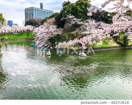 A row of cherry blossom trees in Chidorigafuchi, Kudan, Tokyo A row of cherry blossom trees in Chidorigafuchi, Kudan, Tokyo 88251618