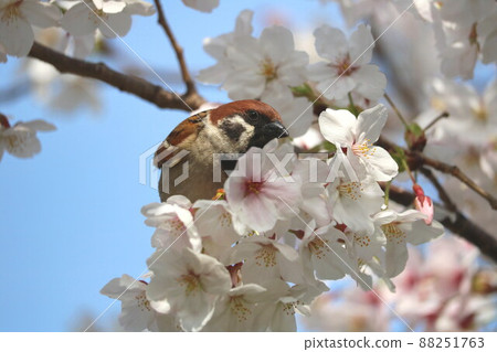Yoshino cherry tree and sparrow 88251763