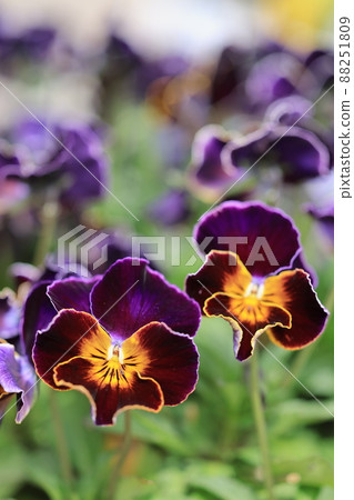 Viola Viola 88251809