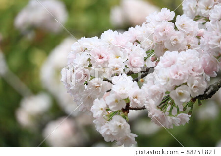Cherry Blossoms Cherry Blossoms 88251821