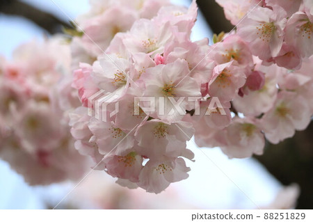 Cherry Blossoms	 88251829