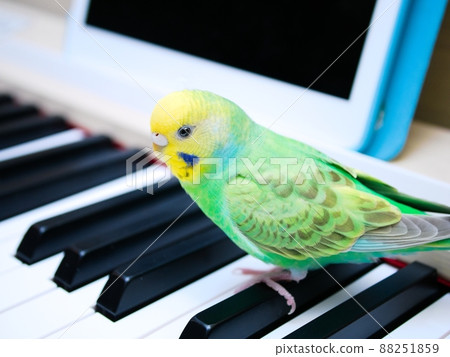 Budgerigar riding the piano 88251859