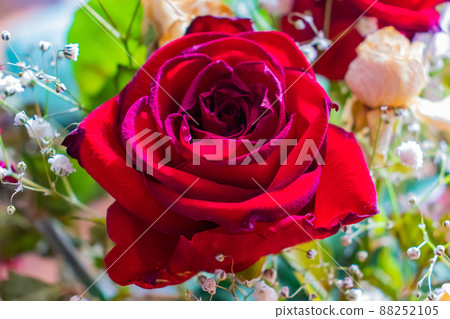 Dry Flower Roses 88252105