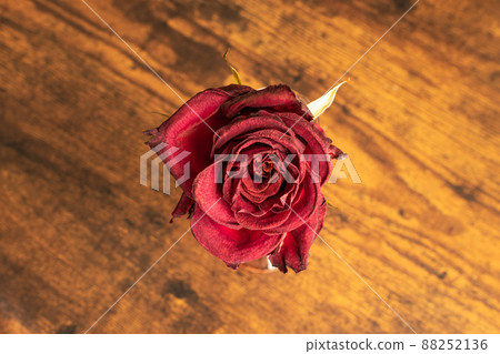 玫瑰單花乾花 玫瑰單花乾花 88252136