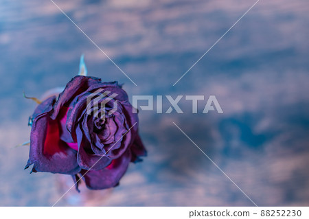 玫瑰單花乾花 88252230