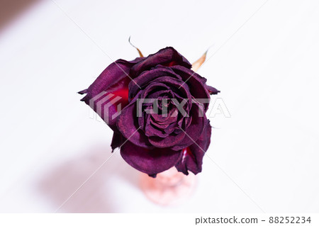 玫瑰單花乾花 88252234