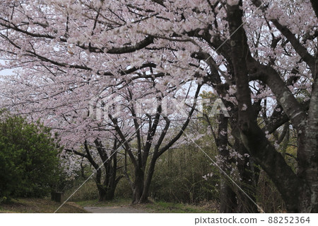 Arao City Yotsuyama Shrine Cherry blossoms, 88252364