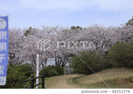 荒尾市四穀神社櫻花, 荒尾市四穀神社櫻花, 88252379