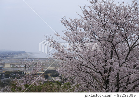 荒尾市四穀神社櫻花, 荒尾市四穀神社櫻花, 88252399