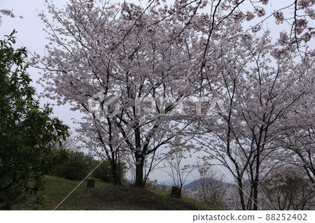 荒尾市四穀神社櫻花, 荒尾市四穀神社櫻花, 88252402