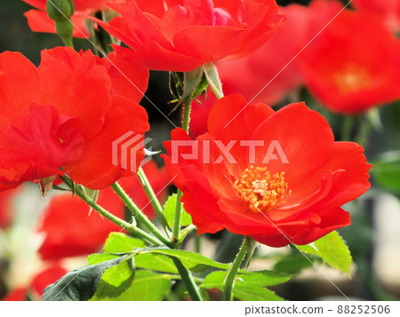 Rosehill Amagase Sarabande, Amagasemachi Itsuma City, Hita City, Oita Prefecture Rosehill Amagase Sarabande, Amagasemachi Itsuma City, Hita City, Oita Prefecture 88252506