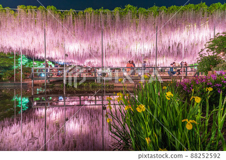 “栃木縣”足利花卉公園紫藤花 88252592
