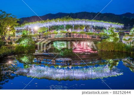 “栃木縣”足利花卉公園紫藤花 88252644