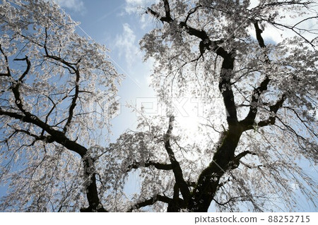 Weeping cherry blossoms at Kuonji Weeping cherry blossoms at Kuonji 88252715