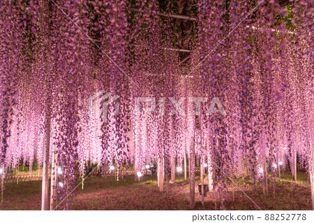 "Tochigi Prefecture" Ashikaga Flower Park wisteria flowers 88252778
