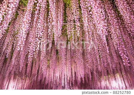 “栃木縣”足利花卉公園紫藤花 88252780