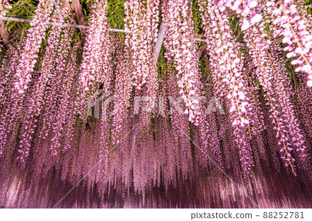 "Tochigi Prefecture" Ashikaga Flower Park wisteria flowers 88252781
