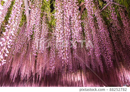 "Tochigi Prefecture" Ashikaga Flower Park wisteria flowers "Tochigi Prefecture" Ashikaga Flower Park wisteria flowers 88252782