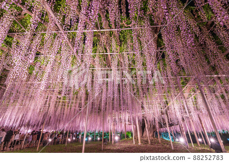 "Tochigi Prefecture" Ashikaga Flower Park wisteria flowers "Tochigi Prefecture" Ashikaga Flower Park wisteria flowers 88252783