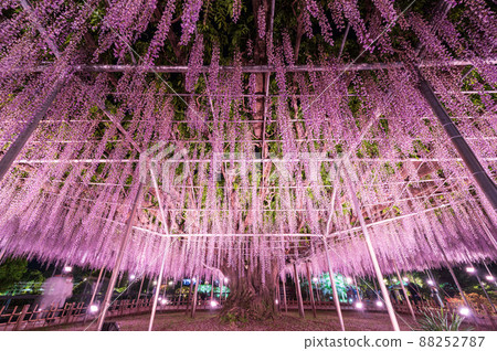 “栃木縣”足利花卉公園紫藤花 “栃木縣”足利花卉公園紫藤花 88252787