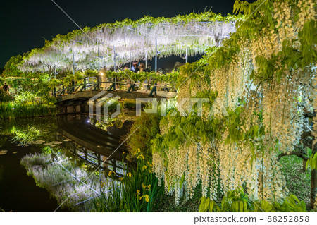 "Tochigi Prefecture" Ashikaga Flower Park wisteria flowers 88252858
