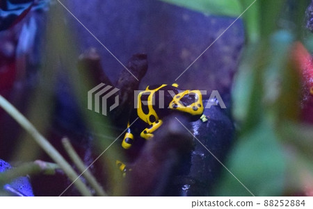 Uminomori Aquarium Yellow-banded Poison Dart Frog 88252884