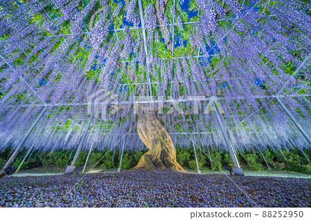 "Tochigi Prefecture" Ashikaga Flower Park wisteria flowers 88252950