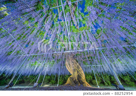"Tochigi Prefecture" Ashikaga Flower Park wisteria flowers "Tochigi Prefecture" Ashikaga Flower Park wisteria flowers 88252954