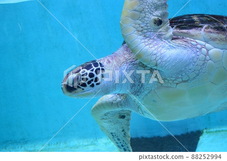 海之森水族館海龜 88252994
