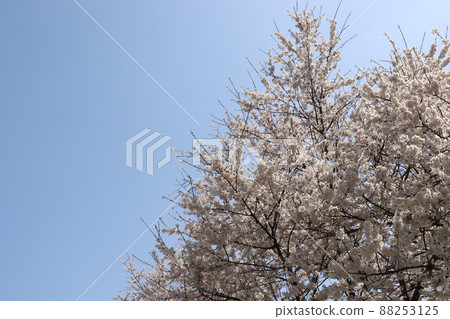 春天風景 春天風景 88253125