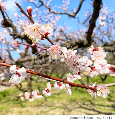 Plum in mid-March 88254514