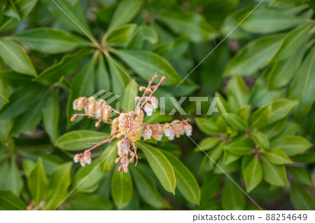 Caterpillar tree Caterpillar tree 88254649