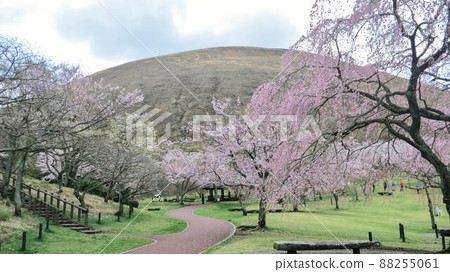Sakura spring in full bloom Sakura no sato Omuroyama 88255061