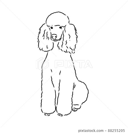 Sketch of poodle. Dog breed. Black outline on transparent background Sketch of poodle. Dog breed. Black outline on transparent background 88255205