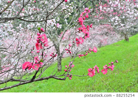 四國高知縣仁淀川花桃 88255254
