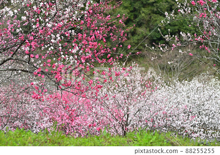 四國高知縣仁淀川花桃 88255255