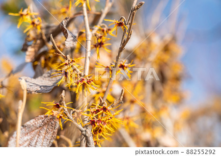 Blue sky and mansuck flowers Blue sky and mansuck flowers 88255292