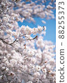 Cherry Blossoms	 88255373
