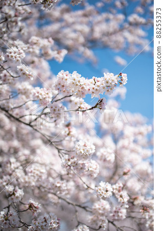 Cherry Blossoms Cherry Blossoms 88255373