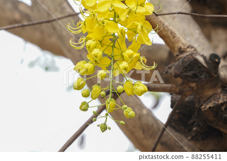 Ratchaphruek or Multiply flowers, Cassia fistula L. or golden shower are blooming on the tree. Tropical yellow flowers that bloom in summer. Symbol of Songkran Festival. Ratchaphruek or Multiply flowers, Cassia fistula L. or golden shower are blooming on the tree. Tropical yellow flowers that bloom in summer. Symbol of Songkran Festival. 88255411