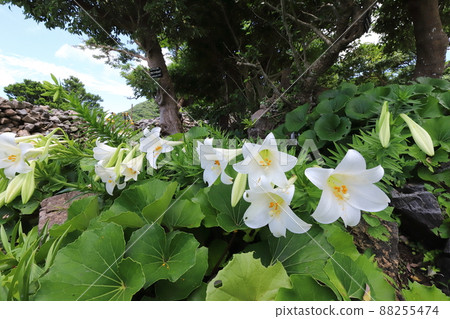 Okinawa Nakijin Nakijin Castle Ruins Blooming Easter lily 88255474