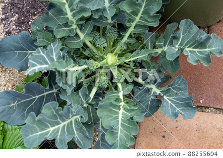 Broccoli seedlings after harvest Broccoli seedlings after harvest 88255604