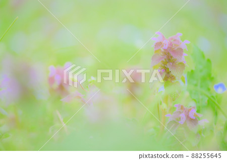 A community of deadnettles in full bloom in the field A community of deadnettles in full bloom in the field 88255645