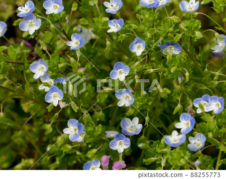 Persian speedwell Persian speedwell 88255773