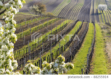 flowering cherry with vineyard near Cejkovice, Southern Moravia, Czech Republic 88255914