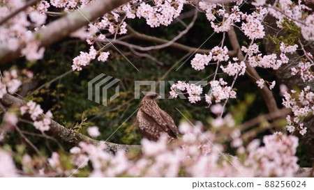 Sakura and hawk in full bloom 88256024